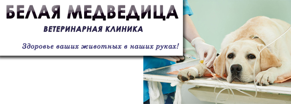 Хирургические операции животным Иркутск